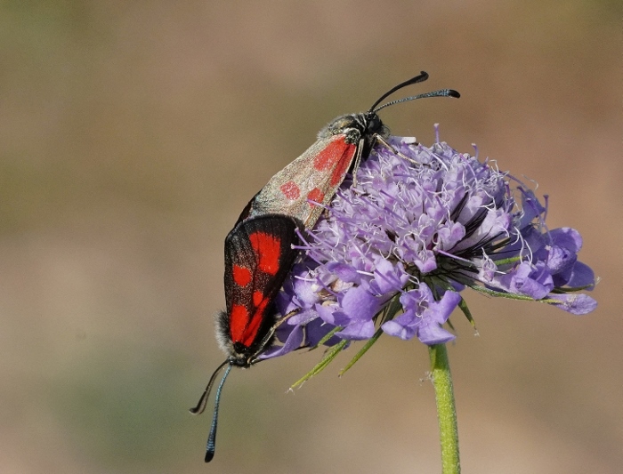 Zygaena loti ? S